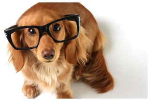 Image result for dachshund wearing glasses